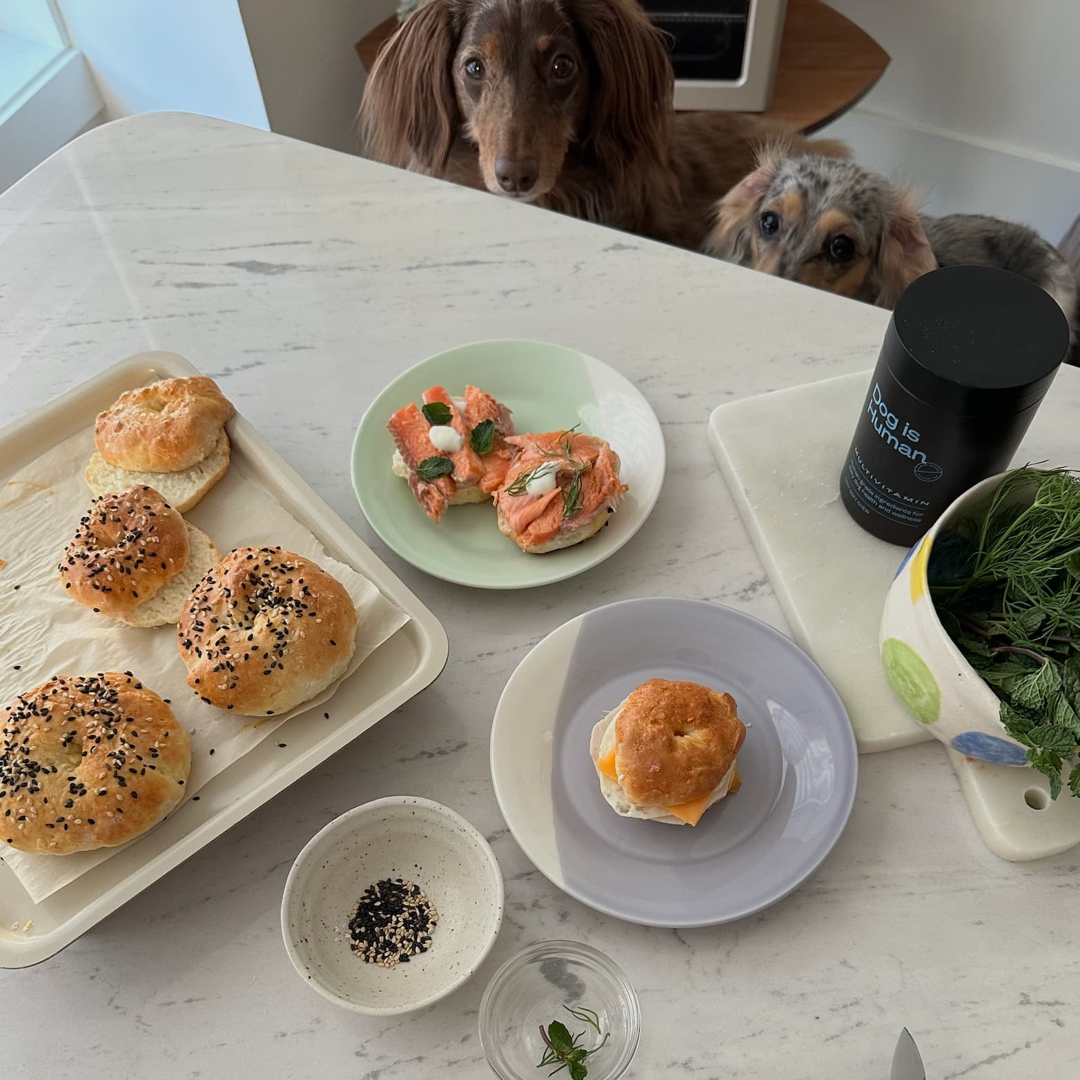 Image of 🥯Doggy Deli Bagels