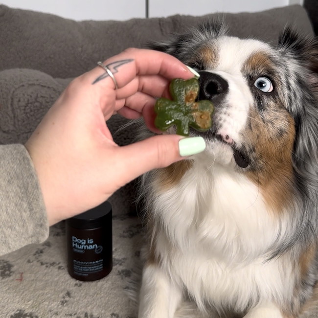 Image of ☘️Fresh Breath Pupsicles