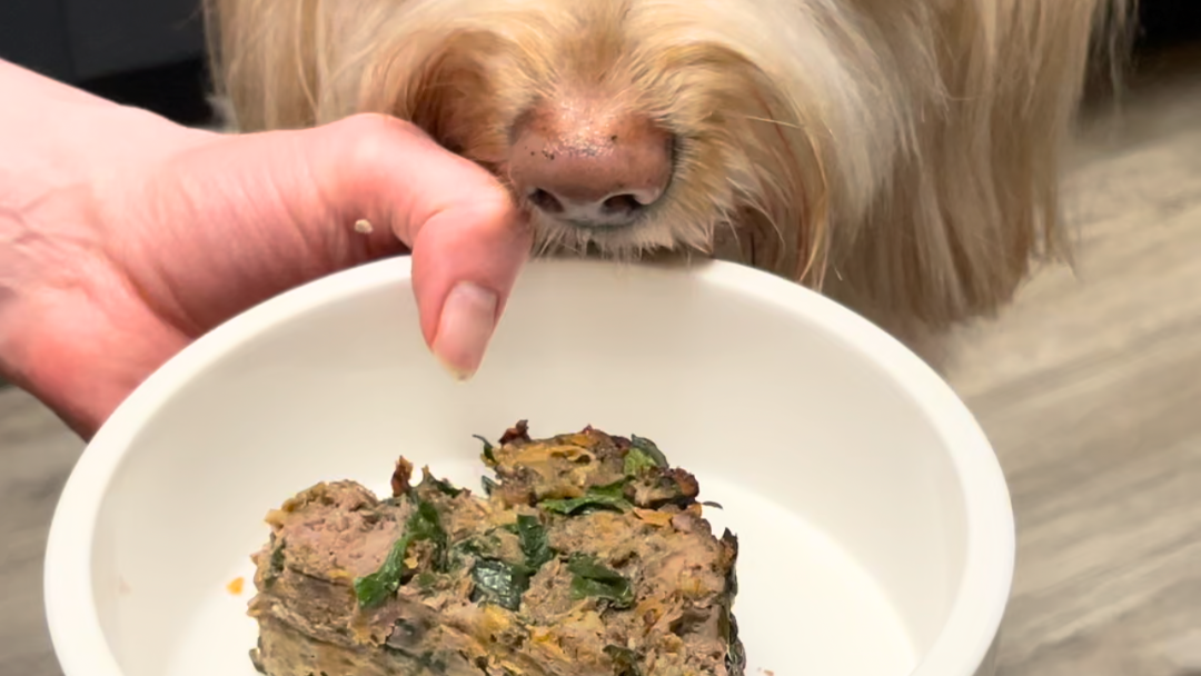 Image of Meat Loaf Recipe for Dogs