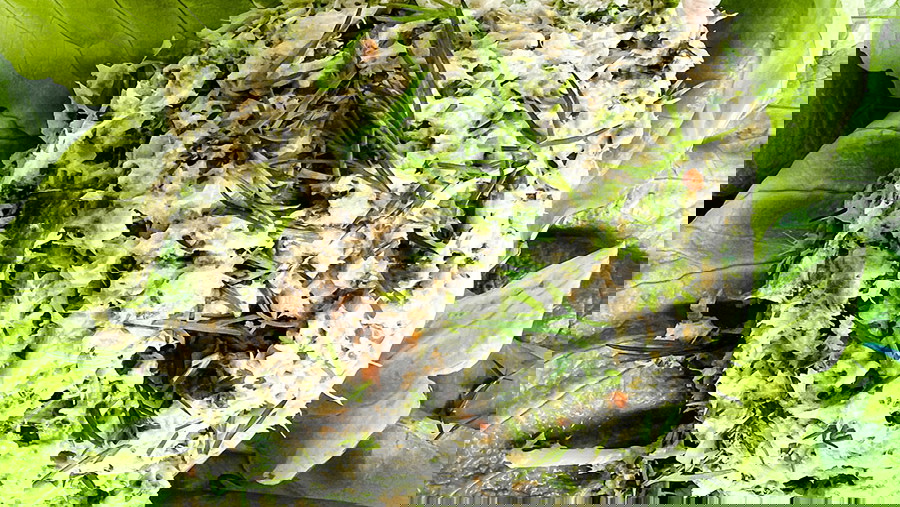 Green Tuna