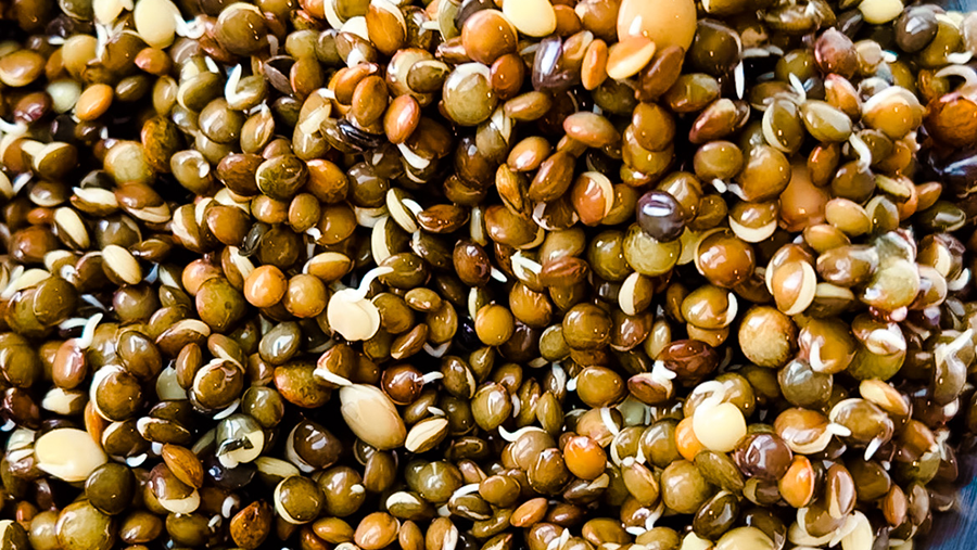 Sprouted Lentil Soup