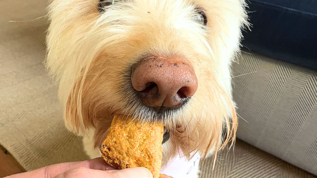 Image of Calming Treats For Dogs Recipe