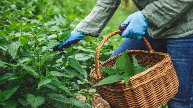 Image of Sautéed Nettles: A Wild Greens Delicacy