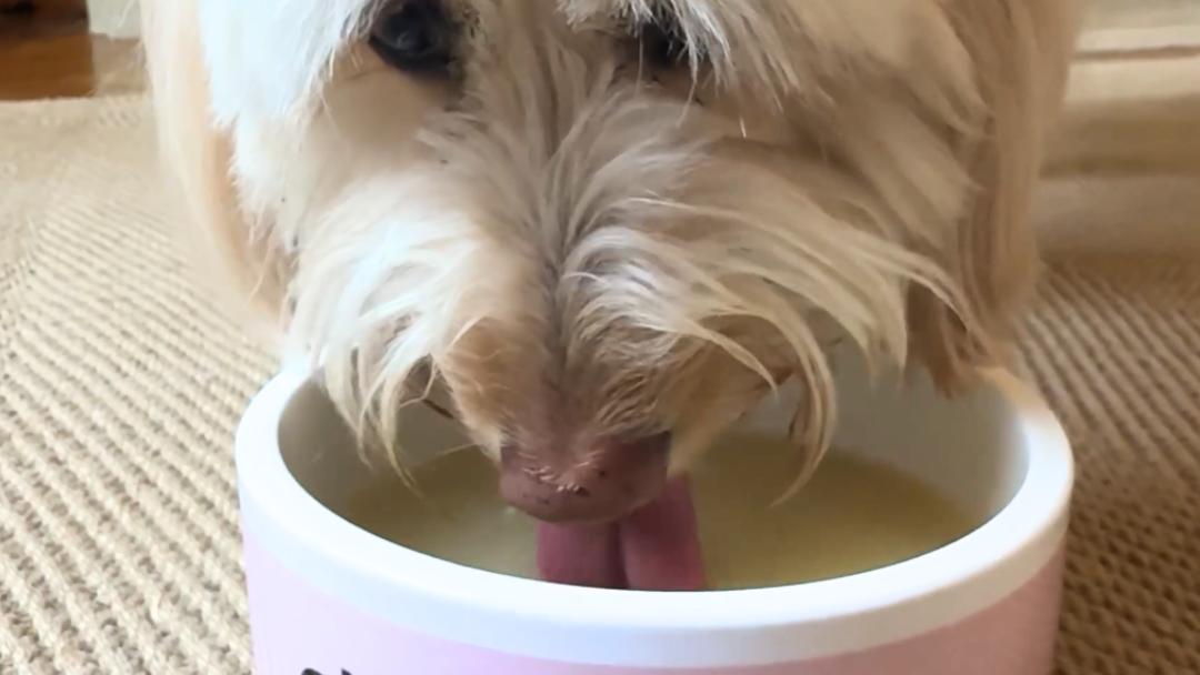 Image of Chicken Wing Bone Broth for Dogs Recipe 