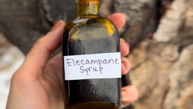 Image of Elecampane Honey Syrup Recipe
