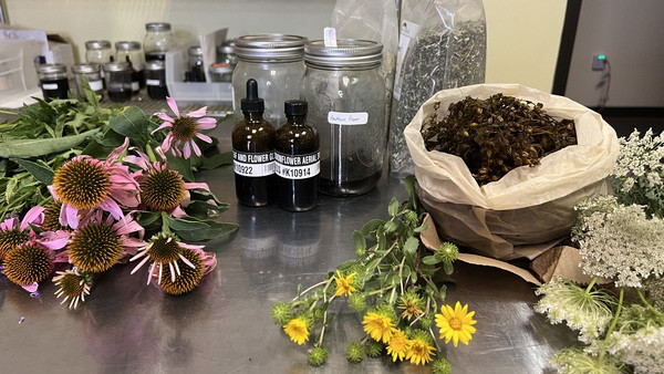 Boneset & Elderberry Seasonal Support Tincture Recipe