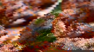 Image of Glaze: Honey Lemon Ginger Chicken Wings