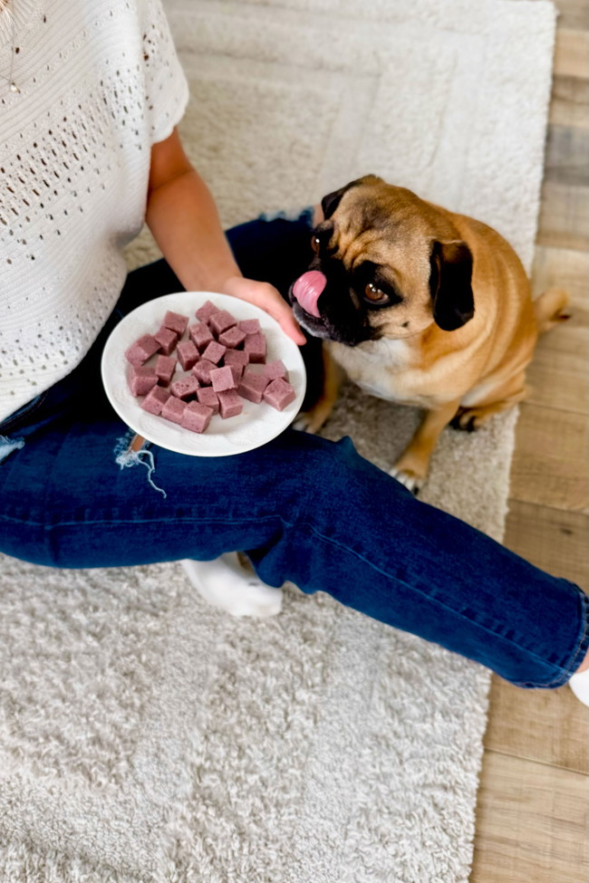 Image of Blueberry Jello for Dogs