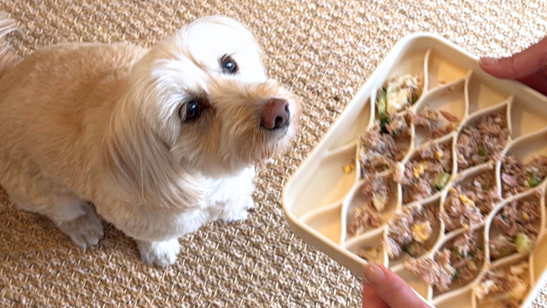 Image of Homemade Tinned Fish Dog Food Recipe Vet Approved