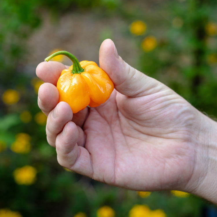 Image of Add thyme,&nbsp;bay leaf,&nbsp;pimento berries, grated ginger,&nbsp;salt,&nbsp;and pepper.&nbsp;Add in scotch bonnet...