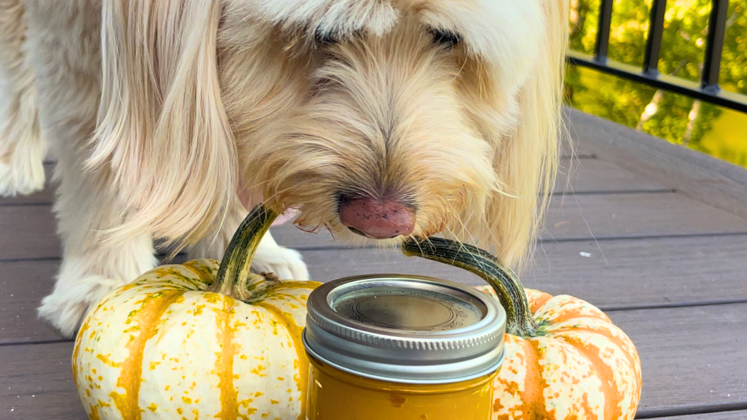 Image of How to Cook a Whole Pumpkin for Dogs