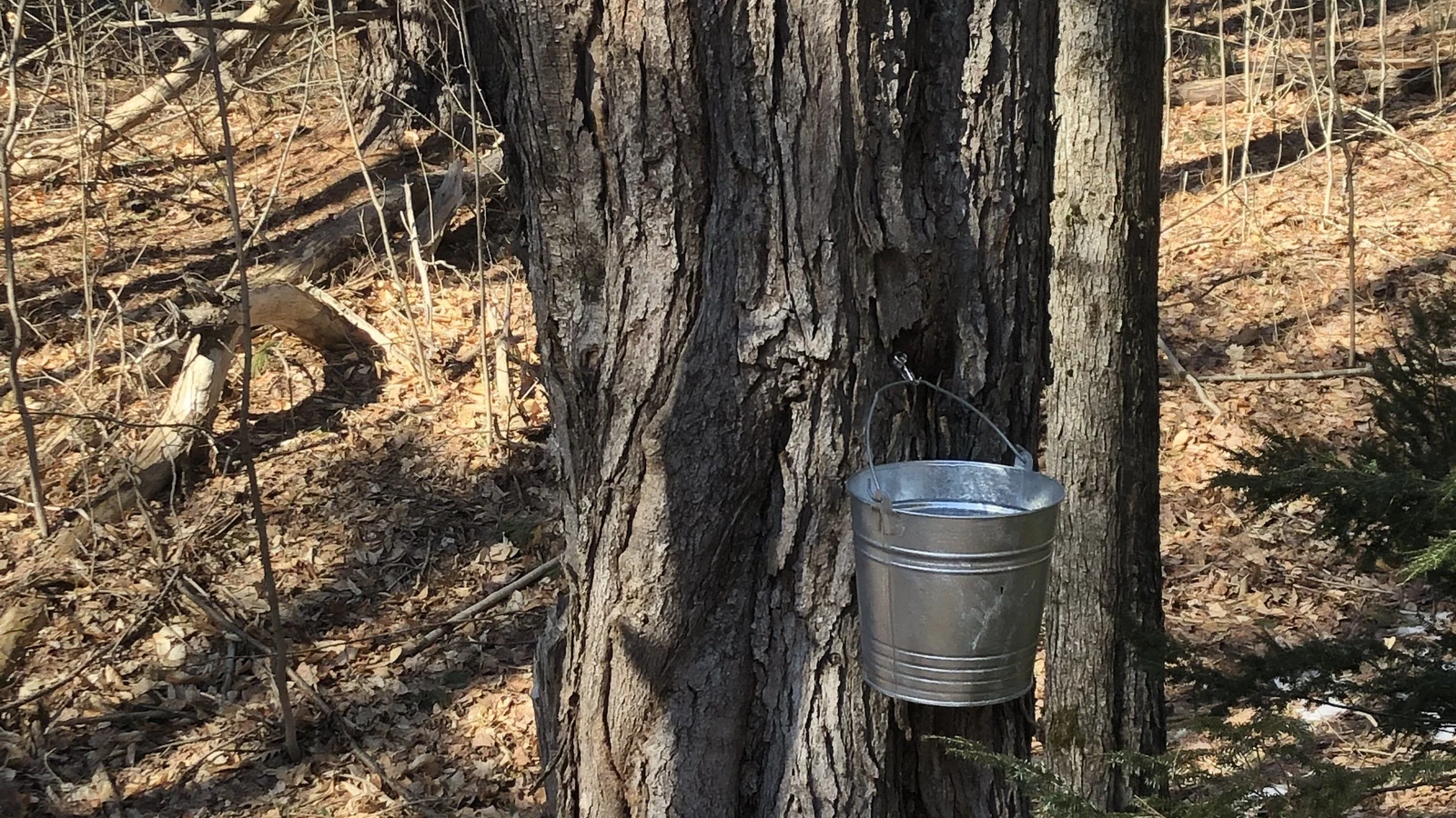 Image of Tapping Maple Trees