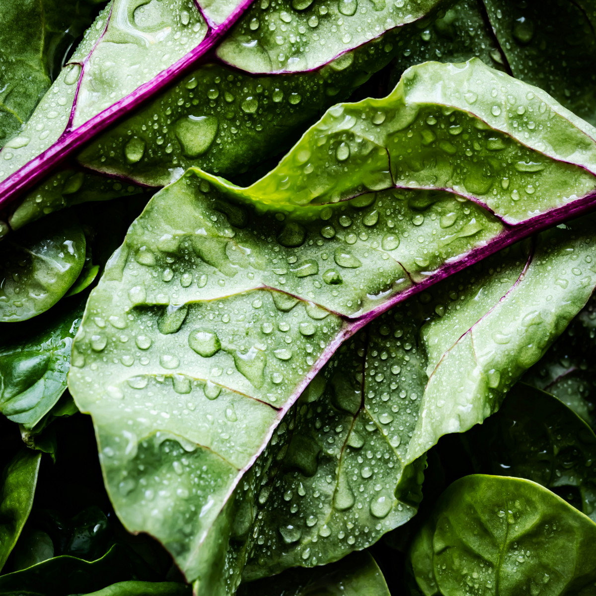Sesame Miso Dressing