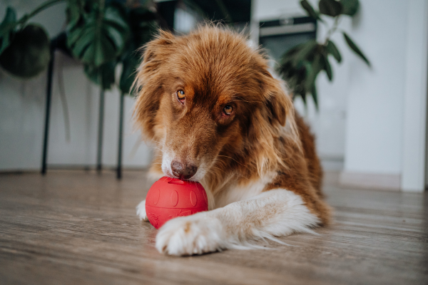 Image of Schleckspaß pur! Und dein Hund ist ganz nebenbei noch sinnvoll...