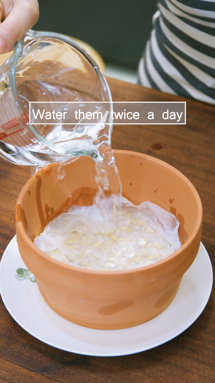 Image of Water the beans twice a day, once in the morning...