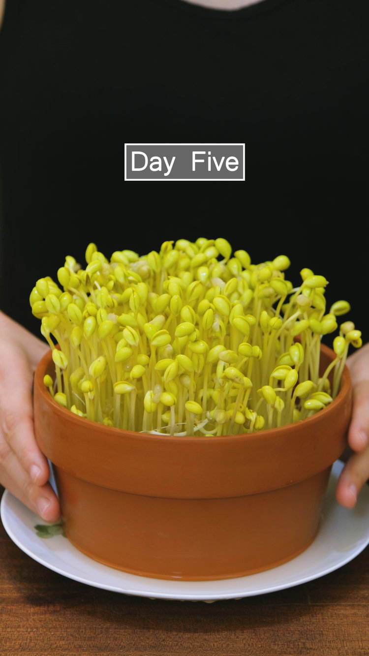 Image of Continue growing the sprouts for 5–7 days.