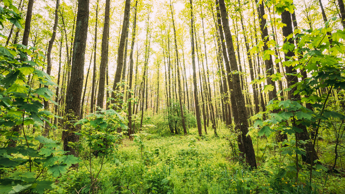 Fresh Forest Diffuser Blend