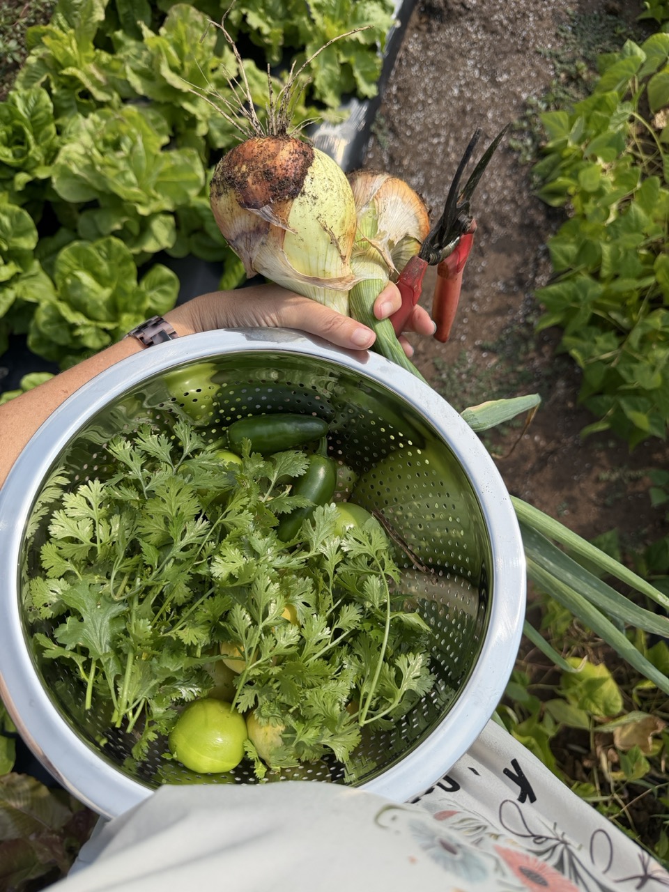 Salsa Verde