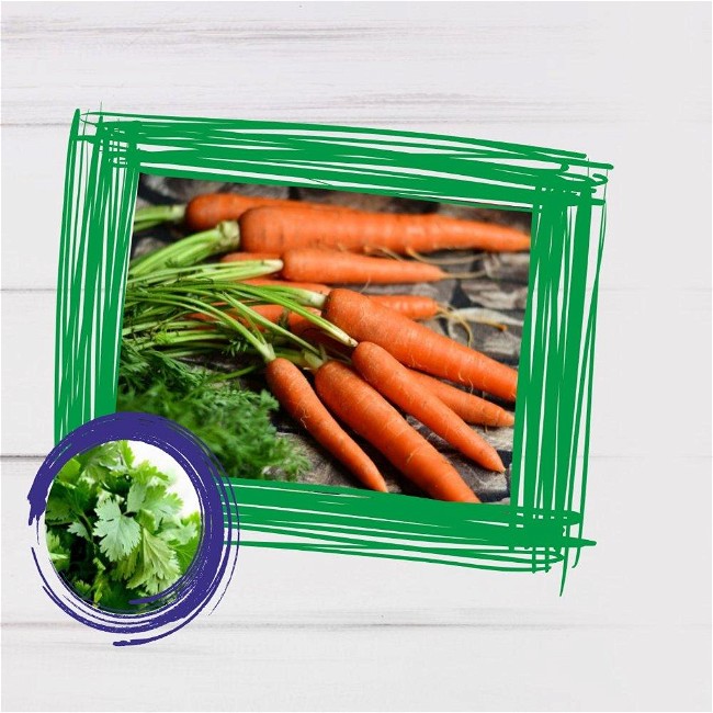 Image of Vegan Carrot Coriander Smoothie Recipe