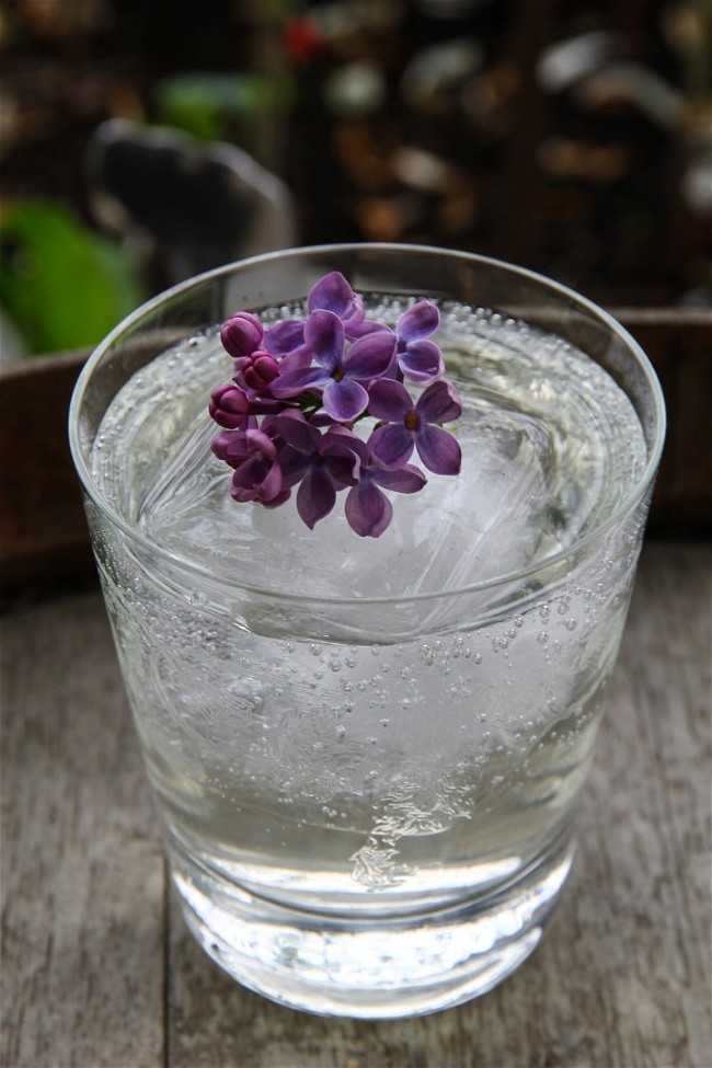 Image of Lilacs in the Alleyway