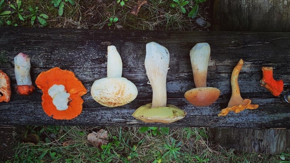 Image of Wild Mushroom Risotto 