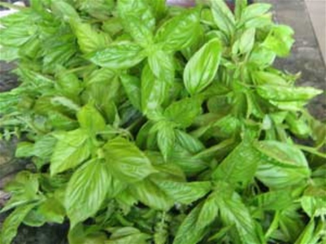 Image of Fresh Pesto