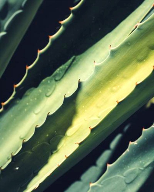 Image of How to Make Your Own Aloe Vera Gel
