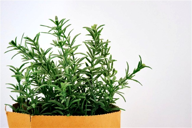 Image of How To Infuse Rosemary in Olive Oil