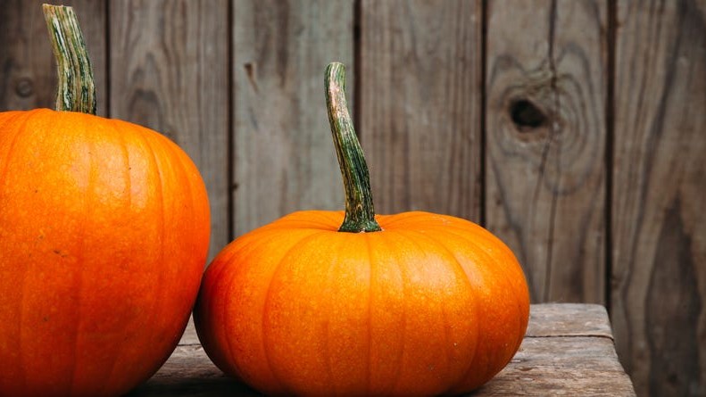 Image of Recipe: Halloween Pumpkin Ginger Nibblers for Pups