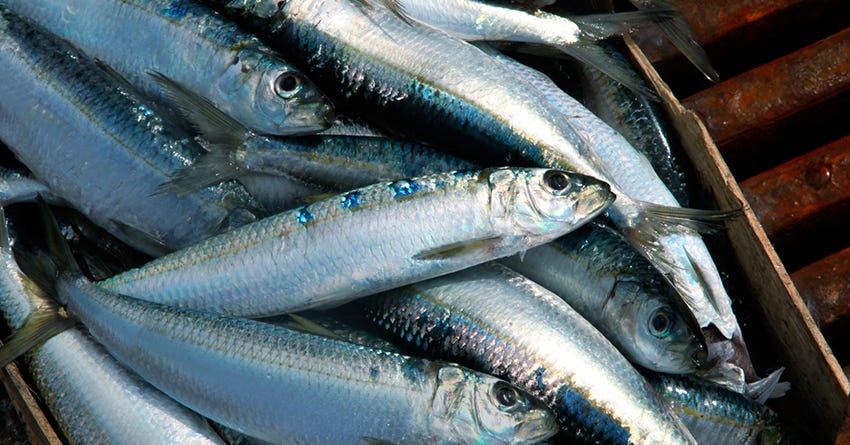 Recipe: Sardine Salad for Dogs & Cats