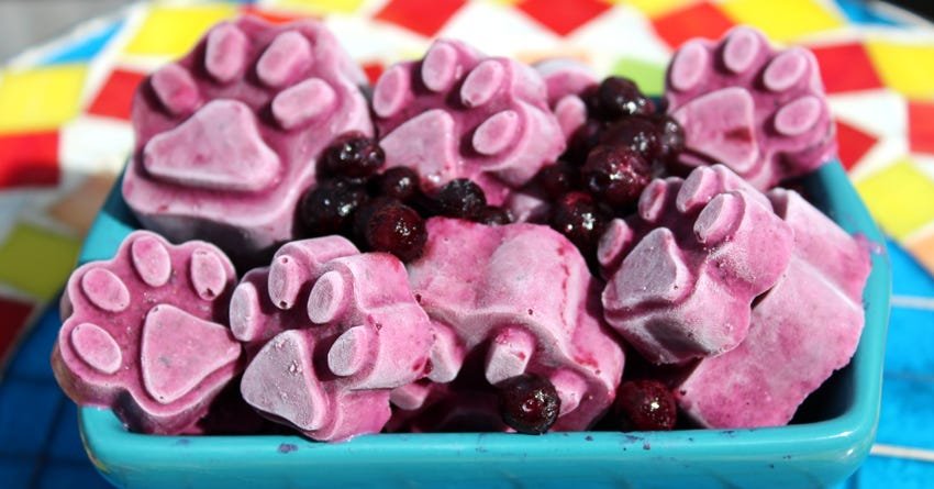 Frozen blueberry outlet dog treats